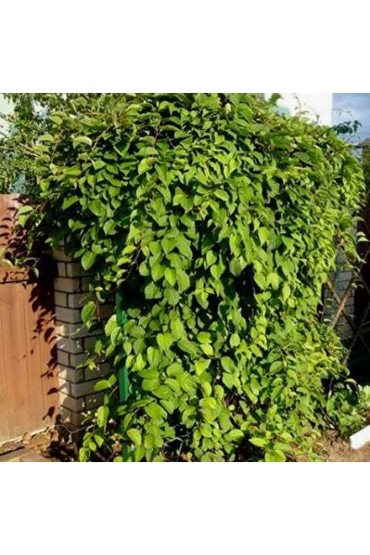 Актинидия аргута Дон Жуан мужская (опылитель) | Actinidia arguta Don Juan | Актинідія аргута Дон Жуан чоловіча (опилювач)